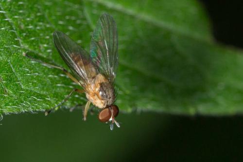 Réf. 234 865 : Pegomya sp.